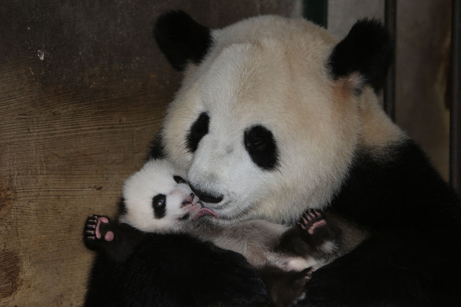 Newborn pandas growing in Chengdu