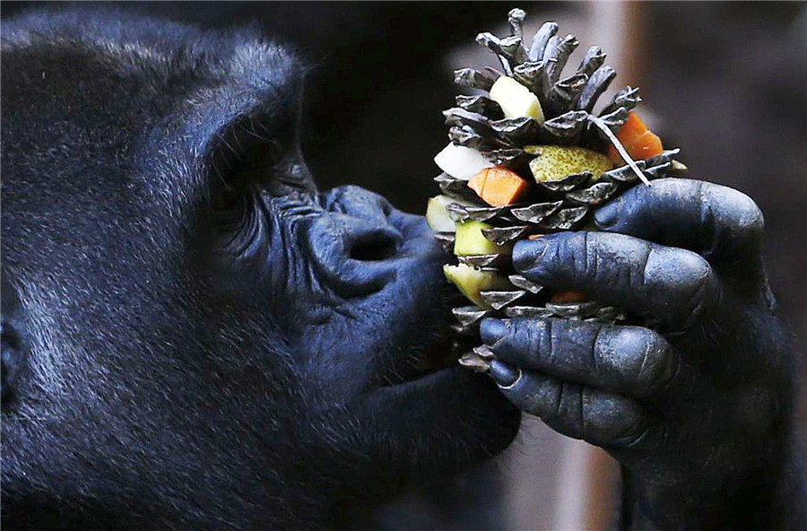 Private Palmyre Zoo in France