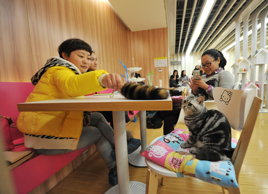 Cat-themed café in Nanjing