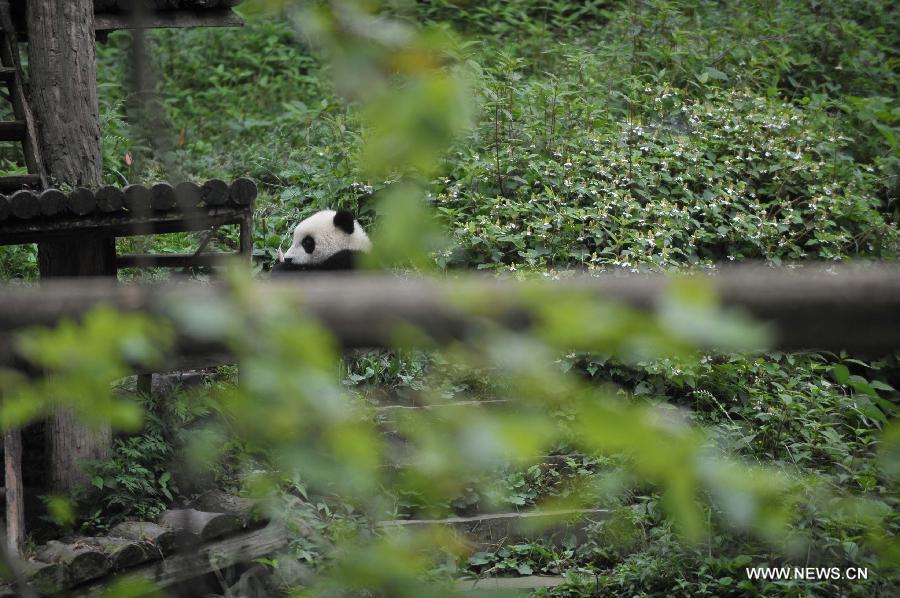 Giant panda cubs have fun at 'kindergarten'