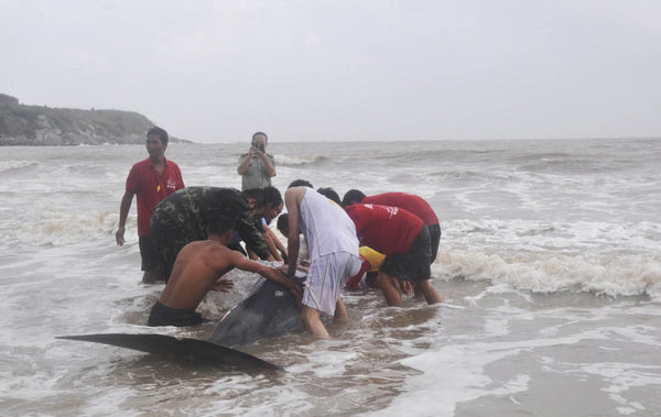 Whale stranded by typhoon is helped back into ocean