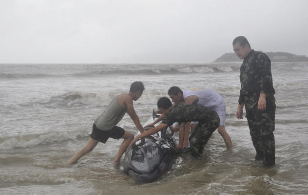 Whale stranded by typhoon is helped back into ocean