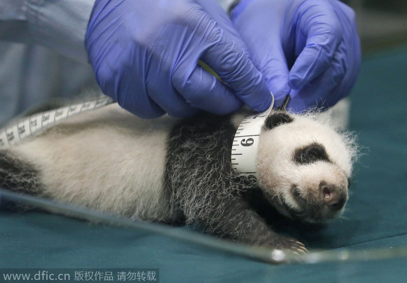 Rare panda triplets turn one-month-old