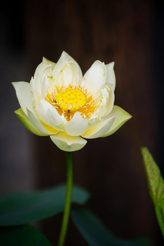 Lotus blooms the beauty of Hangzhou