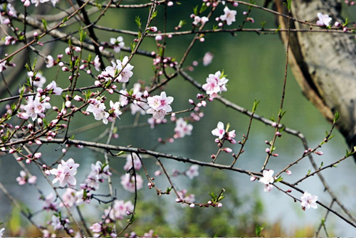 Hangzhou's West Lake Springs to Life