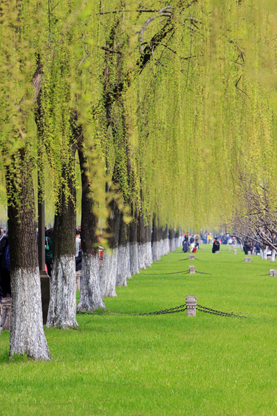 Hangzhou's West Lake Springs to Life