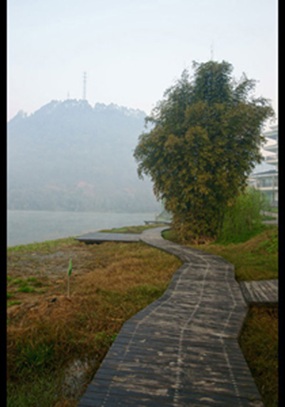 South Sichuan bamboo sea