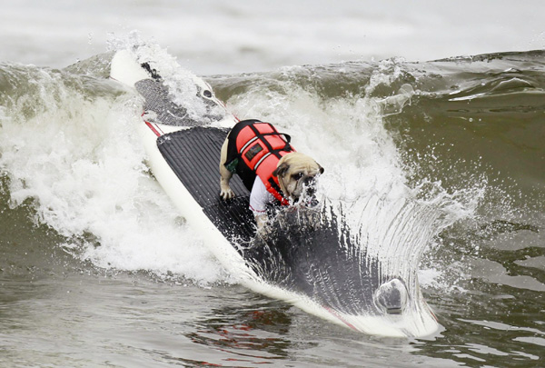 Pups take the waves