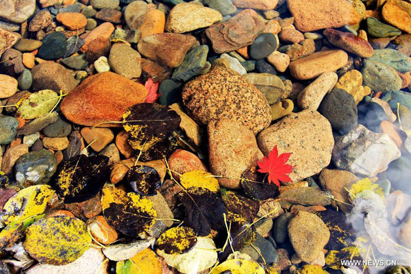 Red Maple in Fall