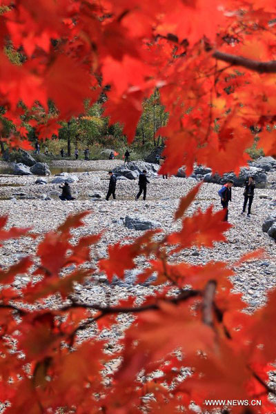 Red Maple in Fall