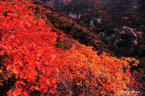 Colorful mountain in autumn