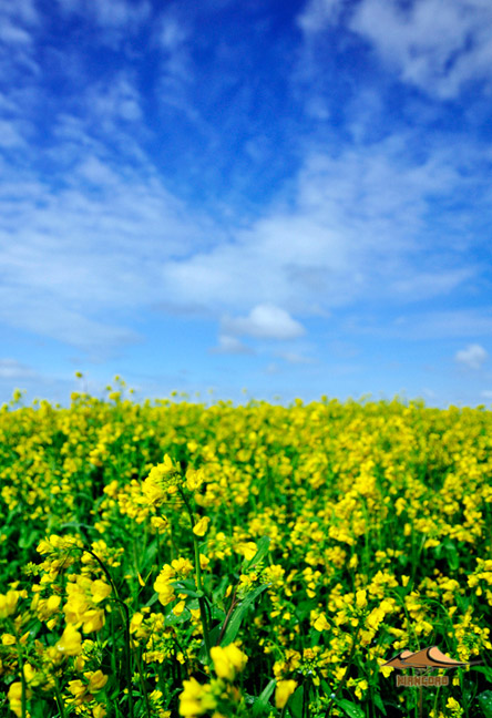 Rape flower