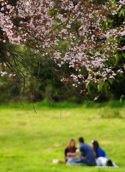 Northern hemisphere embraces flourishing spring flowers