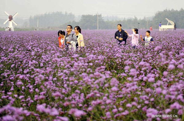 Lavender garden in Jinan, China's Shandong