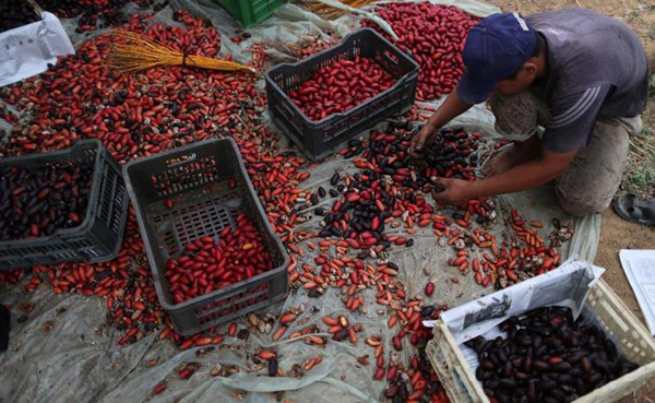 Dates harvested in central Gaza Strip