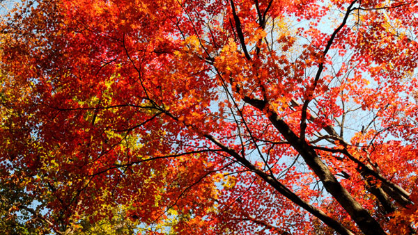 Dandong's beautiful scenery in autumn