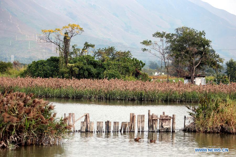 Scenery of HK's wetland area