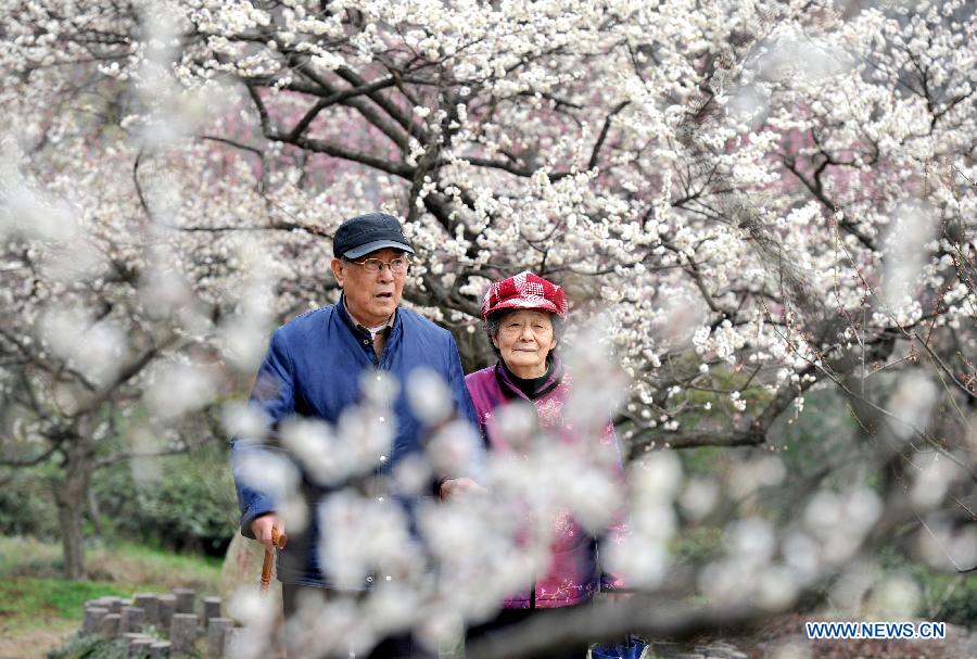 Scenery of plum blossoms in China's Jiangsu