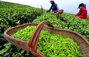 Scenery of Xitang Township in China's Zhejiang