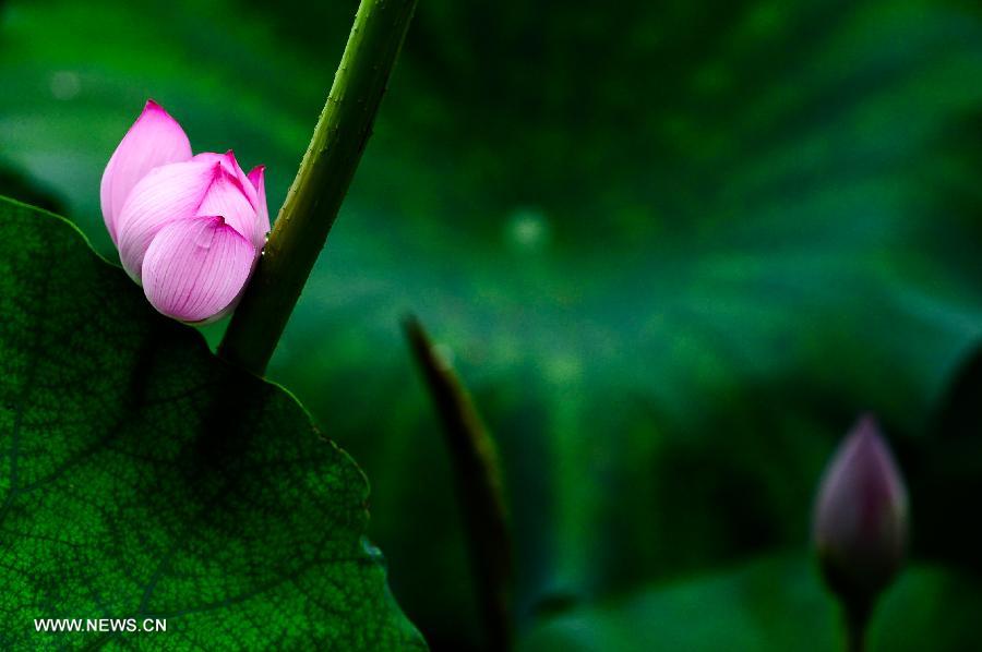 Lotus season in China