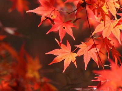 Have a Date with Beijing in Autumn