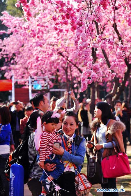 Beautiful cherry blossoms in Kunming