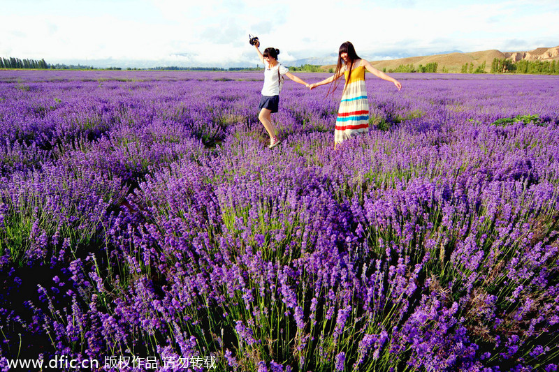 Beautiful blossoms and harvests of Xinjiang