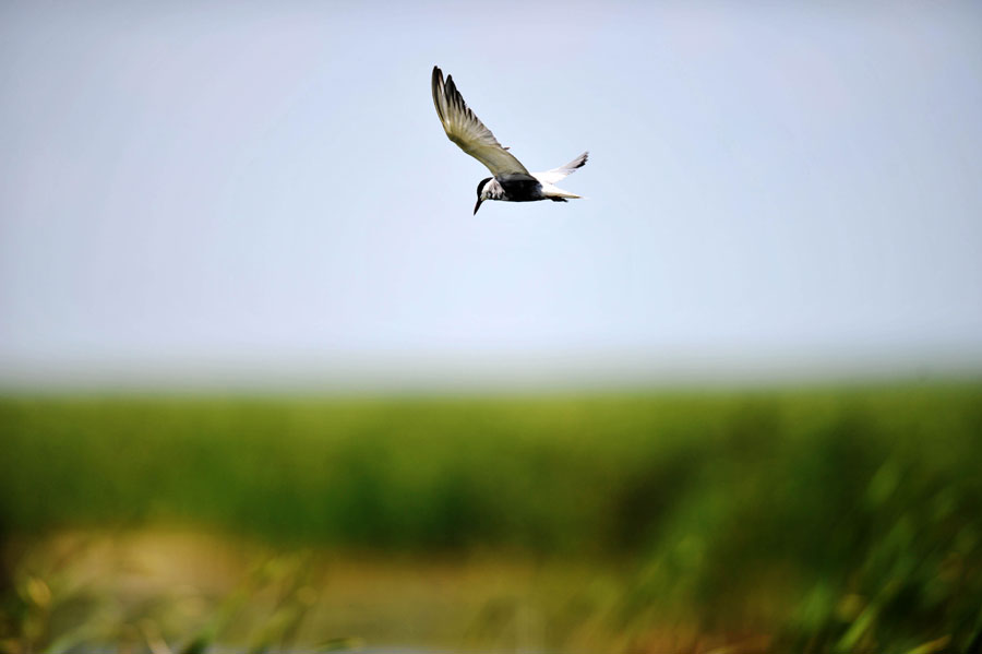 Fujin wetland: heaven for the birds