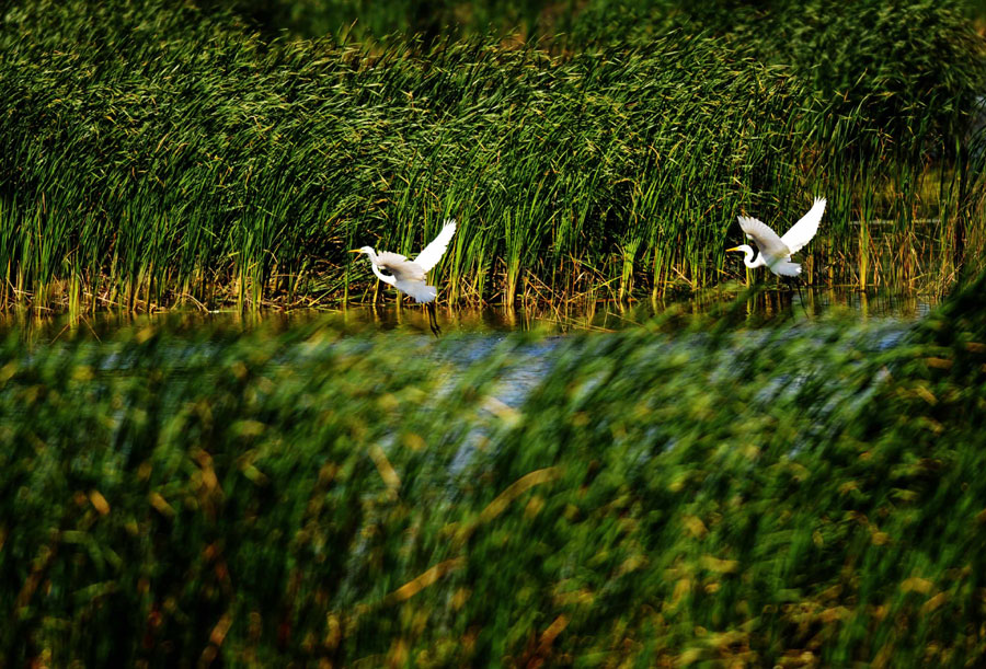 E China's wetland park further opens to tourists