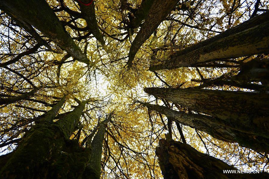 Walk amid the gingko leaves