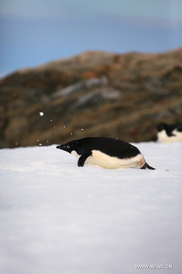 Penguins seen near China's Zhongshan Antarctic Station