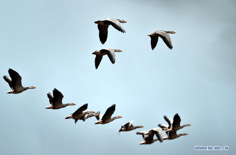 Migratory birds fly over Yunnan's National Nature Reserve