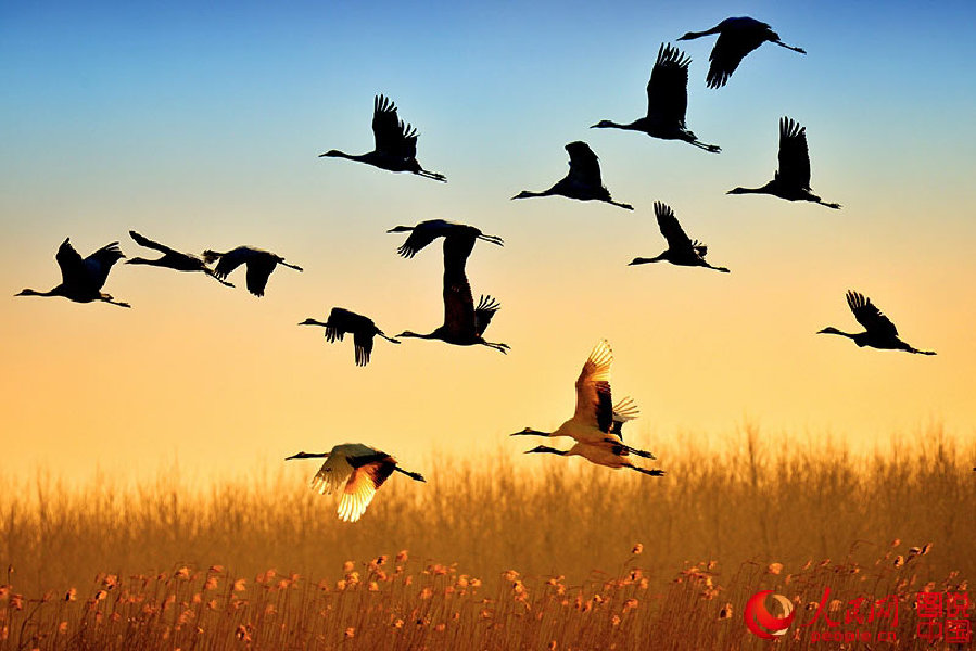 Come and watch red-crowned cranes in E China