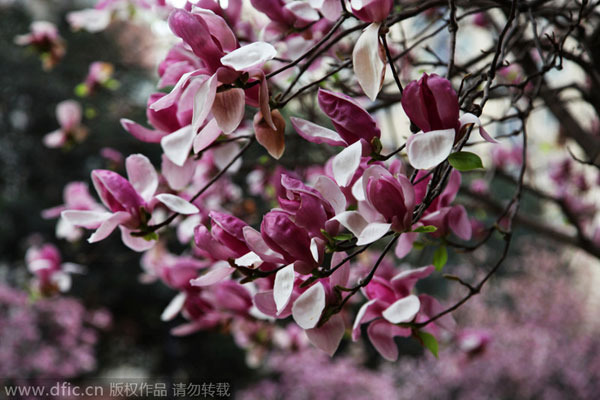 Early bloomers: Best times to view spring flowers in Beijing