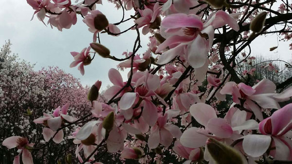 Beautiful Xinyi flower, Chinese natural herb