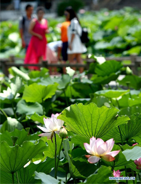 Lotus flower show kicks off in China's Henan