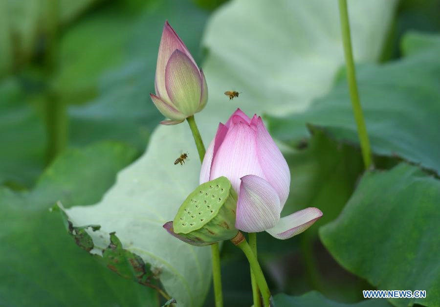 Lotus root industrial park attracts visitors in South China