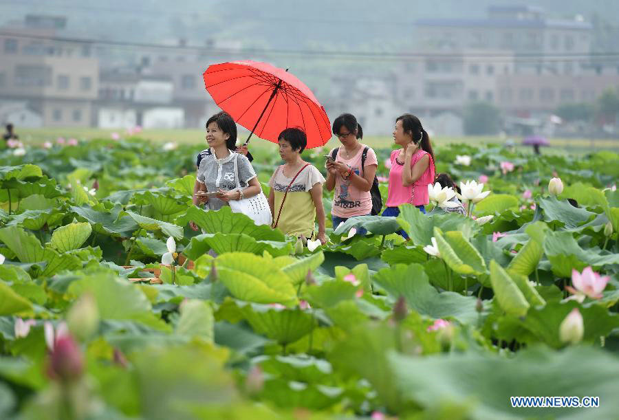 Lotus root industrial park attracts visitors in South China