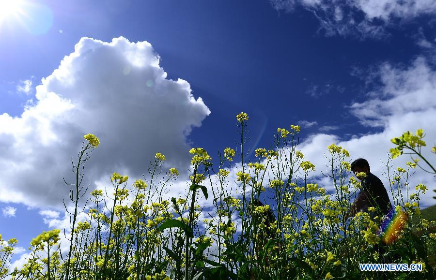 Blooming flowers in Qinghai