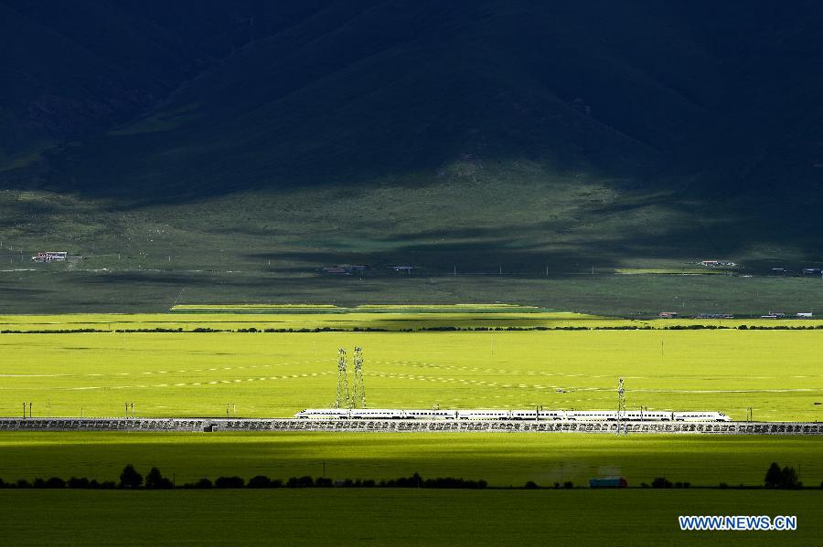 Blooming flowers in Qinghai