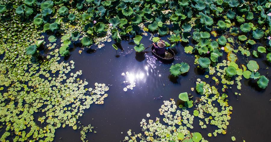 Early autumn harvest in the lotus pond