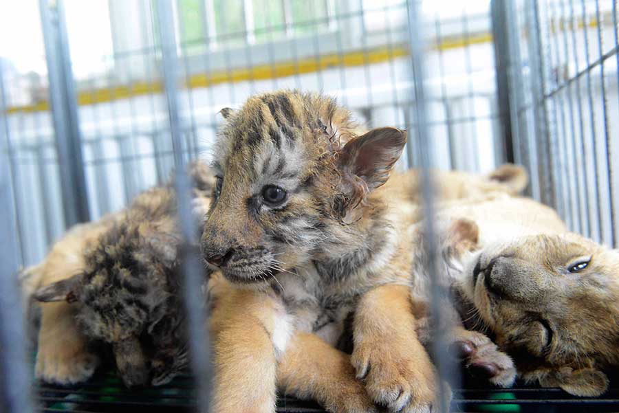 Cute tiger and lion cubs enchant visitors