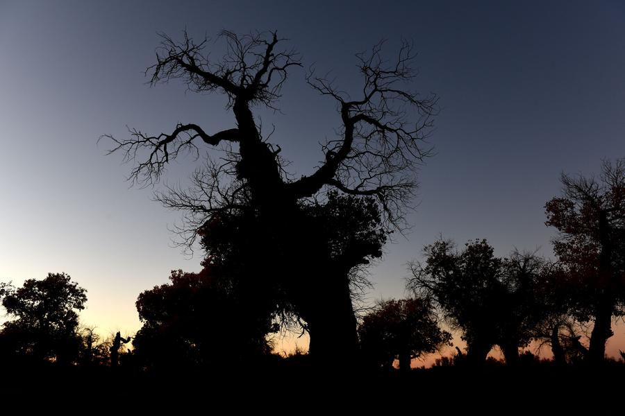 Scenery of populus euphratica forest in Inner Mongolia