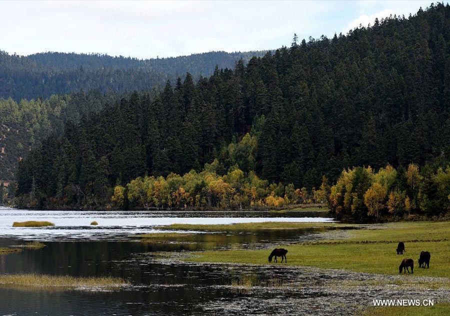 Autumn scenery of Shangri-la