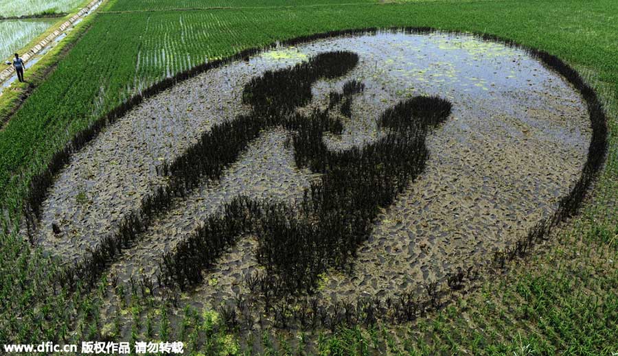 Amazing rice paddy art inspired from crops