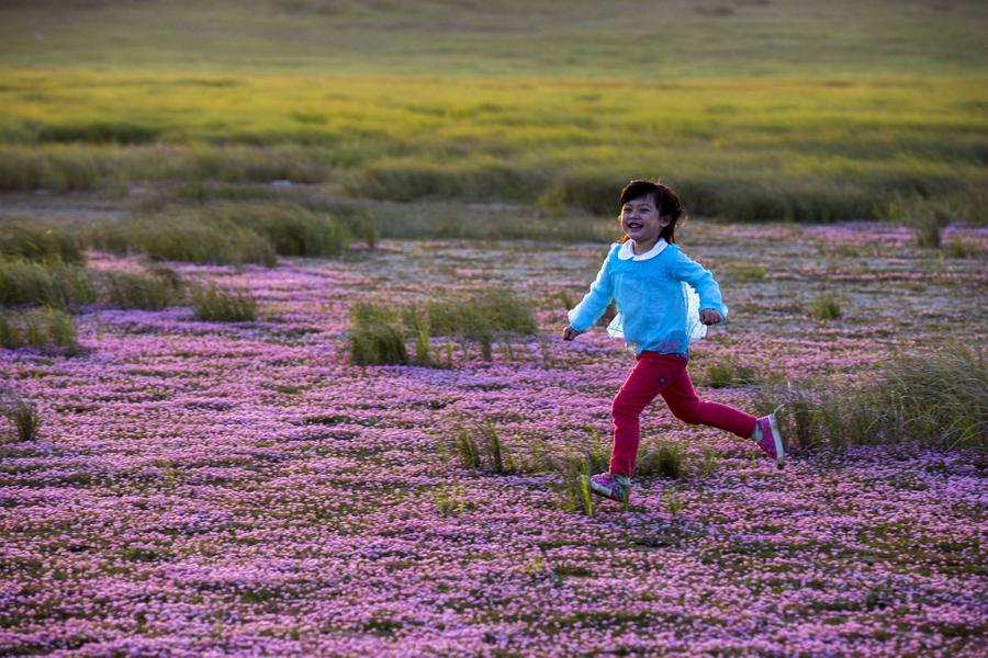 Sea of purple flowers in China's Jiangxi