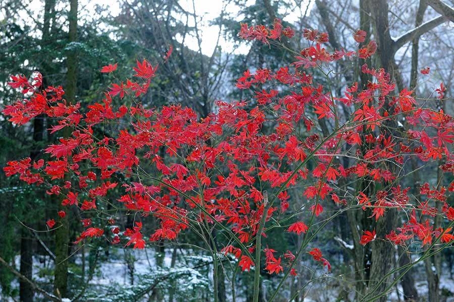 Winter beauty in Zhushan National Park, Qingdao