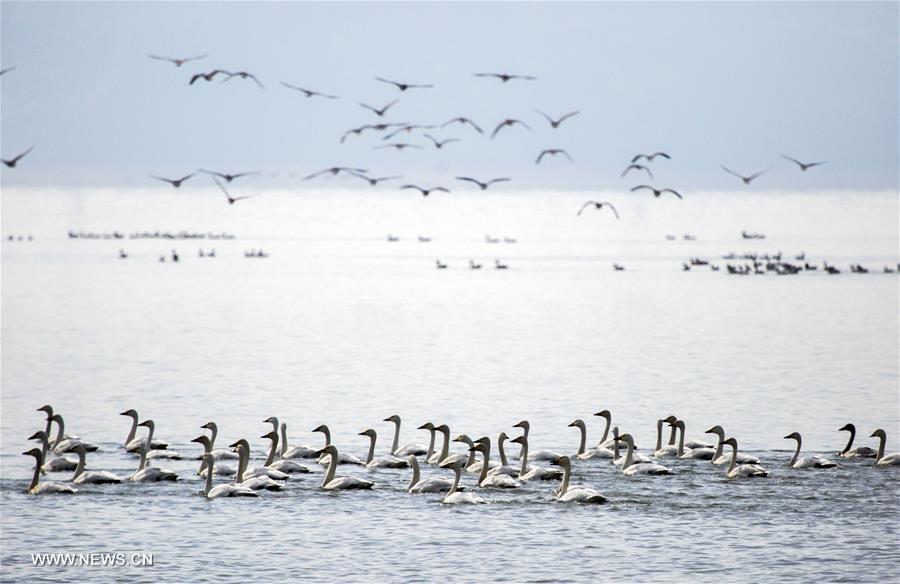 Swans fly over Poyang Lake in Jiangxi