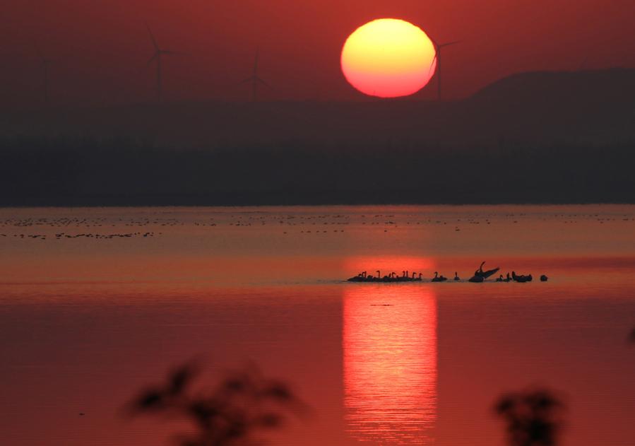 Good ecological conditions in Xuyi attract migratory birds