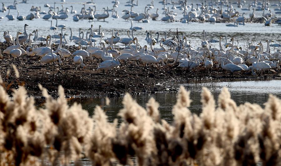 Swans leave freezing Siberia for sunny Henan